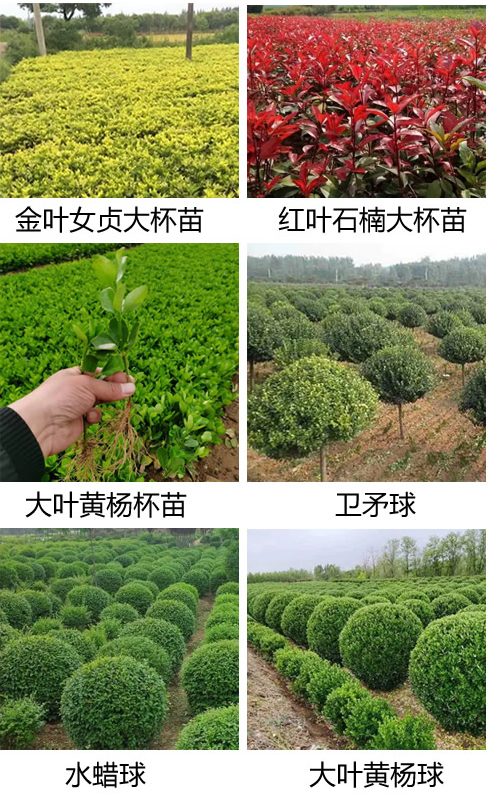 半夏園林花卉苗木供應(yīng)，送貨上門